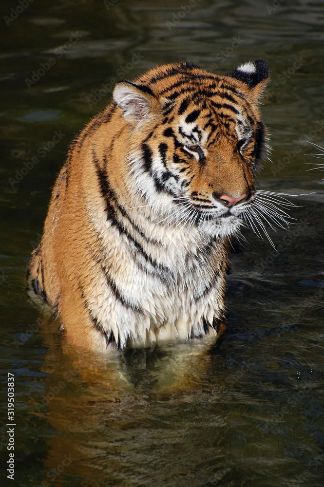 Naklejka premium Tigers play in the water.Zoo in Kiev