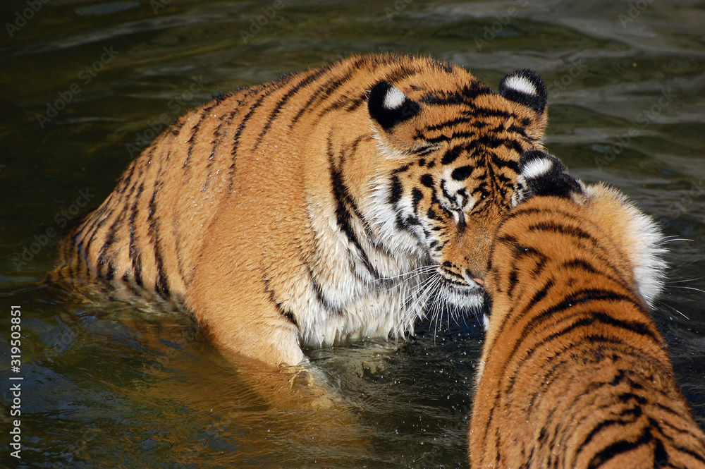 Naklejka premium Tigers play in the water.Zoo in Kiev
