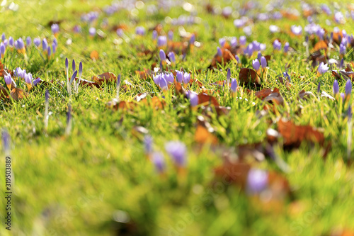 View of meadow full of crocus flowers, landscape scenery