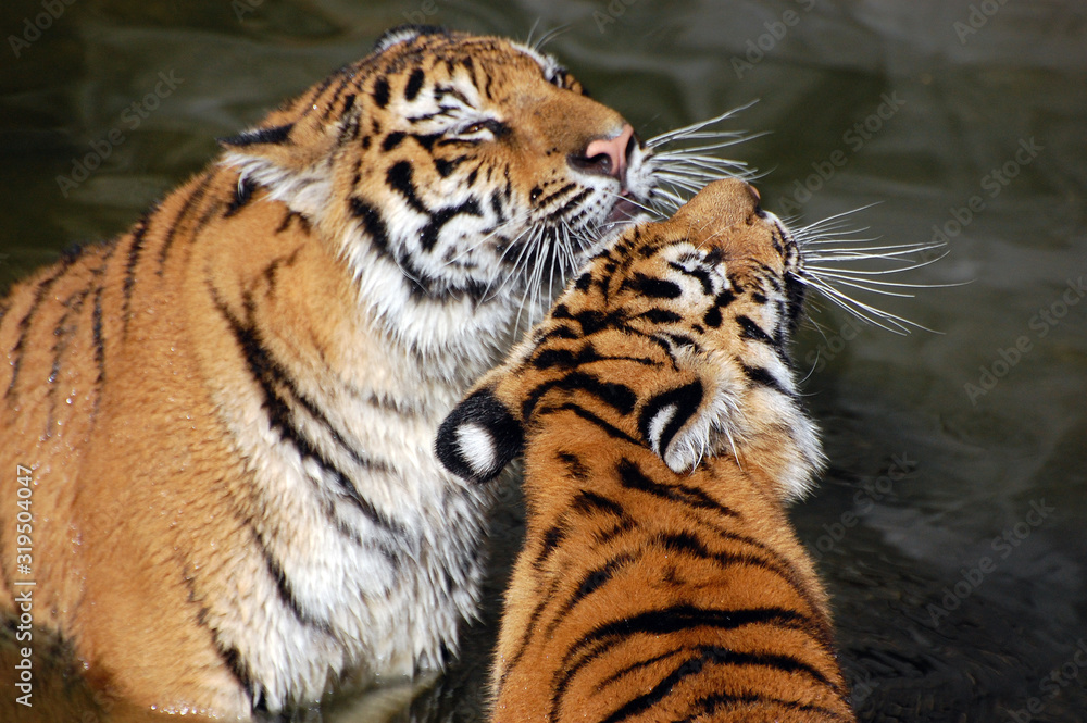 Tigers play in the water.Zoo in Kiev Tigers play in the water.Zoo in Kiev