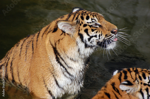 Tigers play in the water.Zoo in Kiev