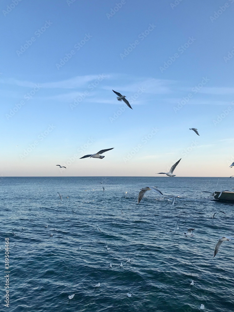 Odessa. Black Sea. Langeron Coast. Seagulls flying over blue sea surface against the evening frosty sky at sunset.