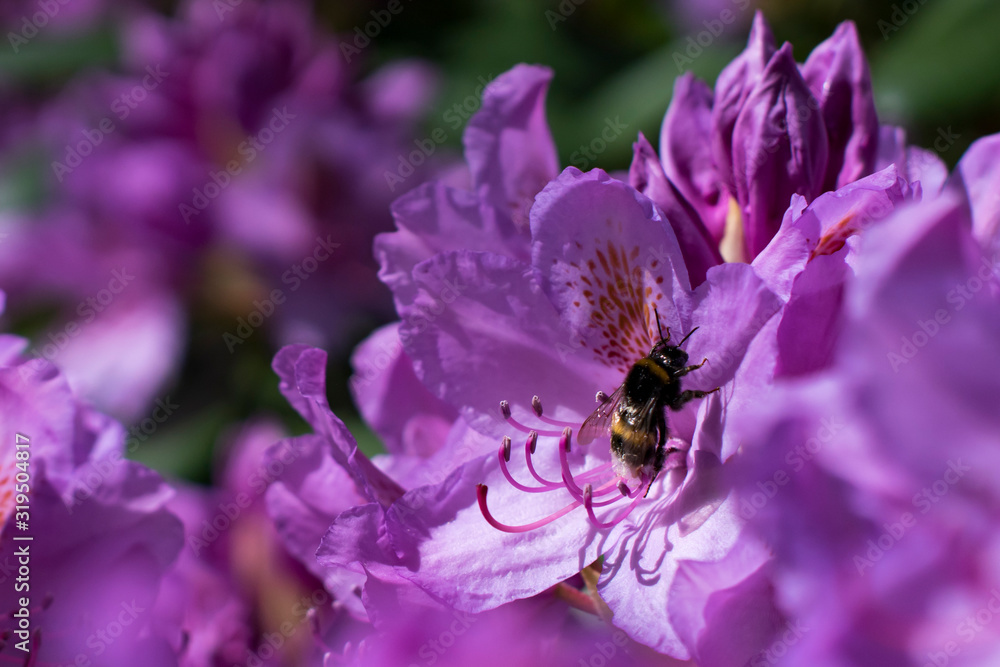 Bumblebee on Pink Rhododendron flowers during summer in Flourishing garden pollinating for future sustainable nature. Bumblebee on Pink Rhododendron flowers during summer in Flourishing garden pollinating for future sustainable nature.