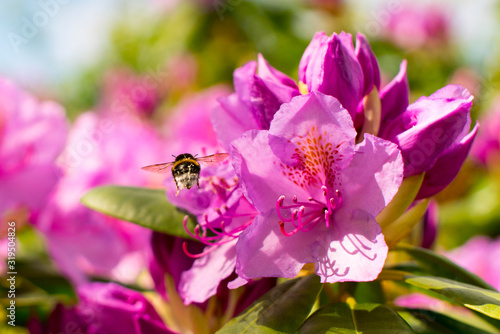 Bumblebee on Pink Rhododendron flowers during summer in Flourishing garden pollinating for future sustainable nature.