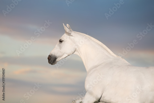 White horse portrait in motion run against sky