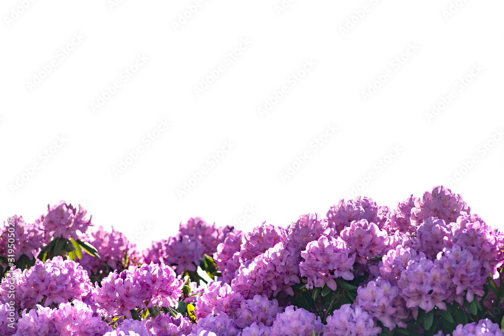 purple flowers Rhododendron isolated on white background