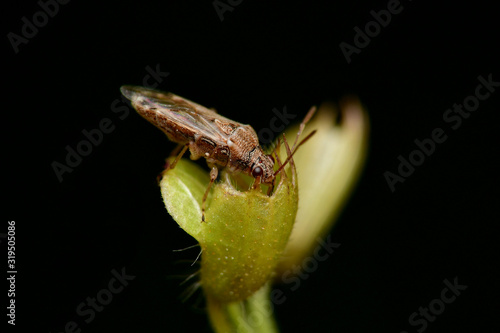 triatoma infestans perched on holy basil flowers