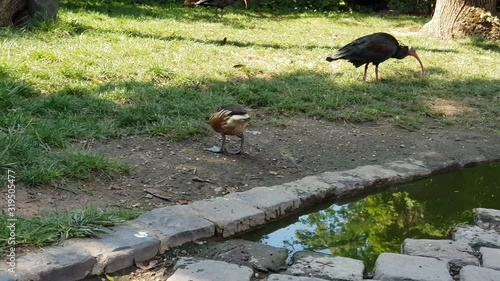 different kind of birds in outdoor habitat