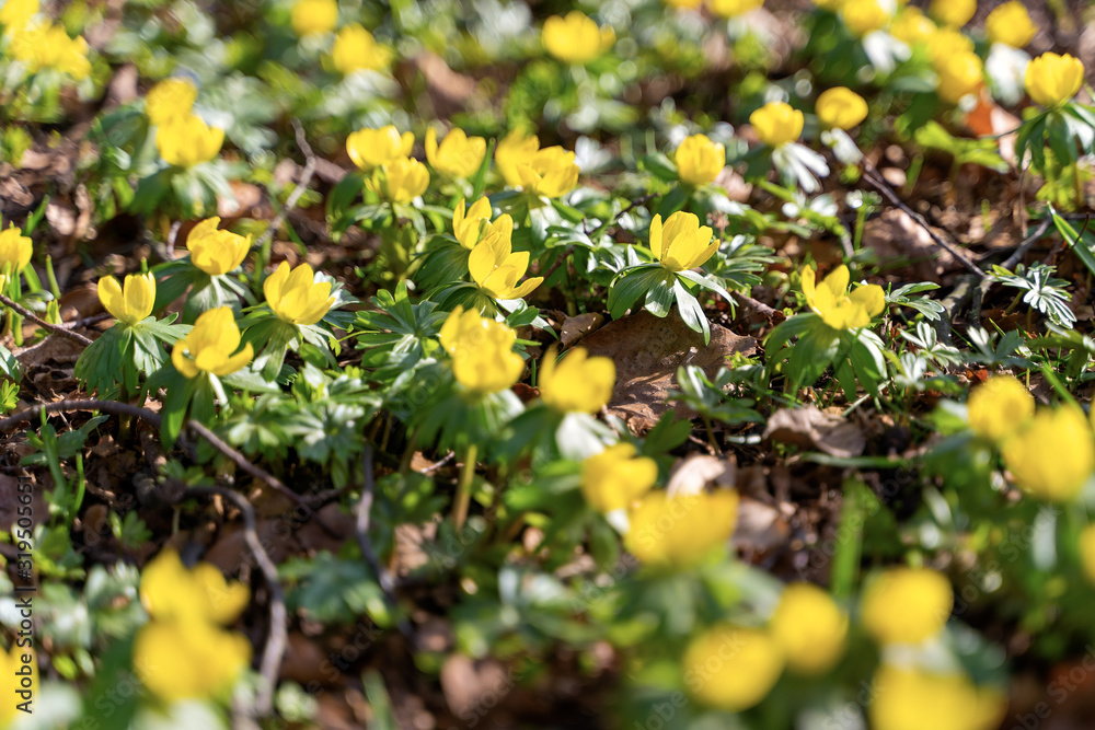 Yellow flowers of winter aconite (Eranthis hyemalis), earliest flowers to appear in winter Yellow flowers of winter aconite (Eranthis hyemalis), earliest flowers to appear in winter
