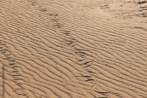 Traces of snake in the sand. Sand Texture. Background from brown sand. selective focus