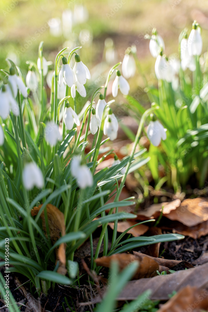 Fototapeta premium Wild white snowdrops growing from the forest ground