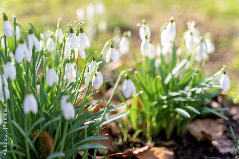 Wild white snowdrops growing from the forest ground Wild white snowdrops growing from the forest ground
