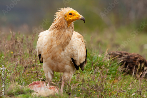 Egyptian vulture  Neophron percnopterus  long thin beak vulture.