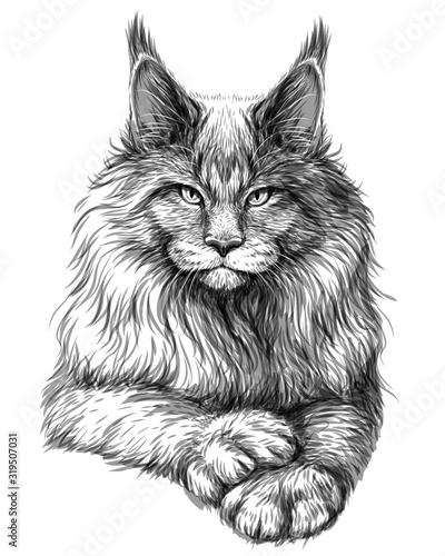 Cat. Graphic, artistic, hand-drawn sketch of a Maine Coon cat on a white background.