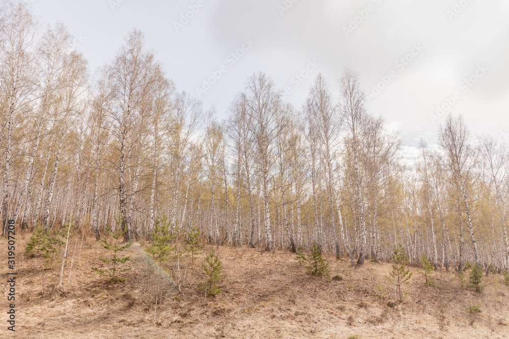 Birch trees with fresh green leaves in spring. Russia. Selective focus Birch trees with fresh green leaves in spring. Russia. Selective focus