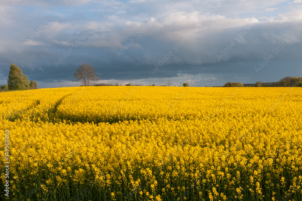 beautiful rapeseed field and cloudy sky in the spring in oland, Sweden. selective focus
