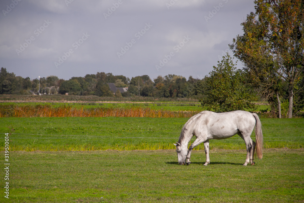 Fototapeta premium Young horses eating grass at field.