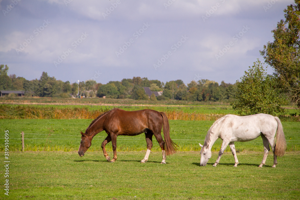 Young horses eating grass at field.