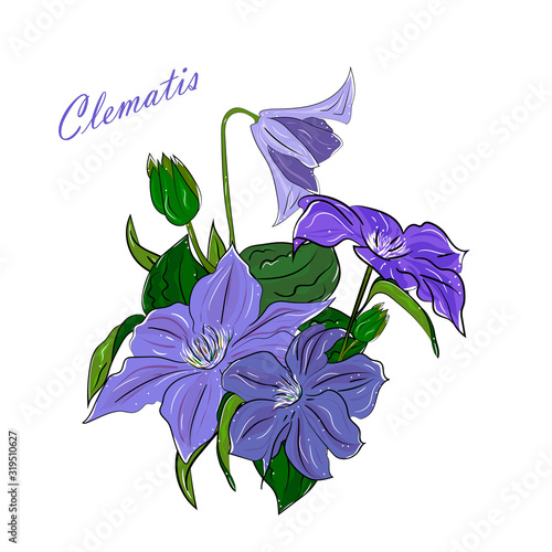 Hand drawing isolated floral illustration with Delicate lilac clematis flower,leaves,branches and flowers.summer garden flowers.Elements for greeting,wedding card.Sketch, Linart,botanical illustration