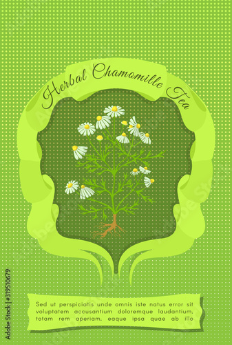 Rectangular Banner or Label with Wild Chamomile