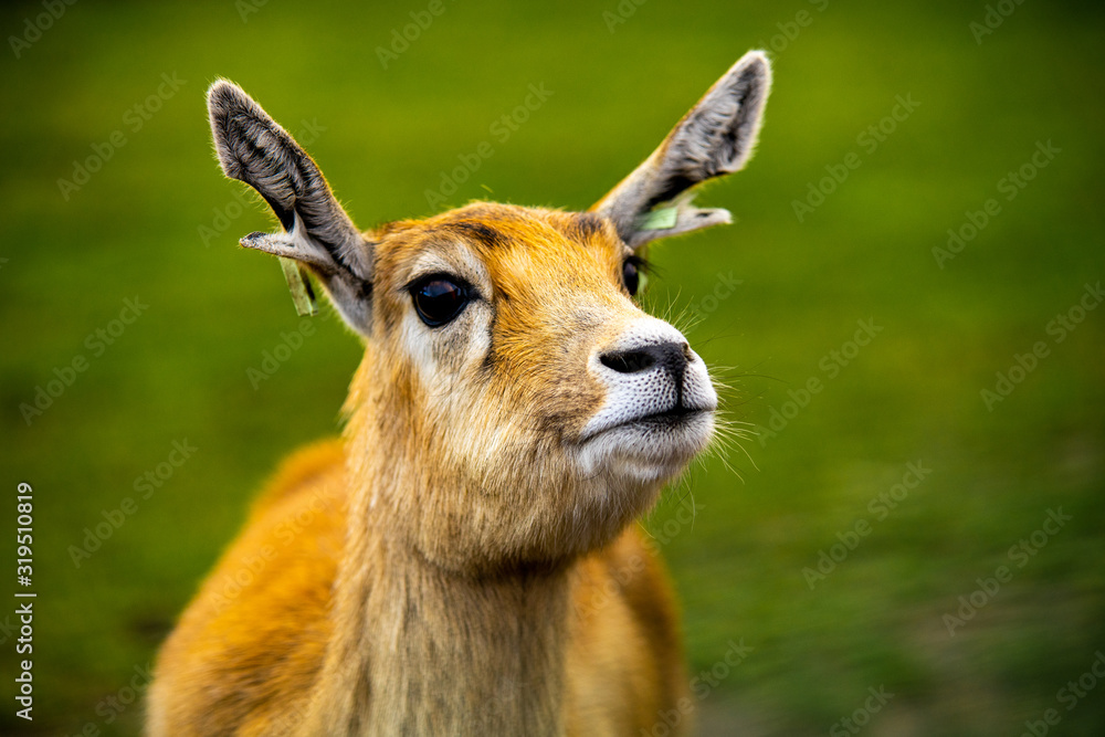 Fototapeta premium Deer portrait
