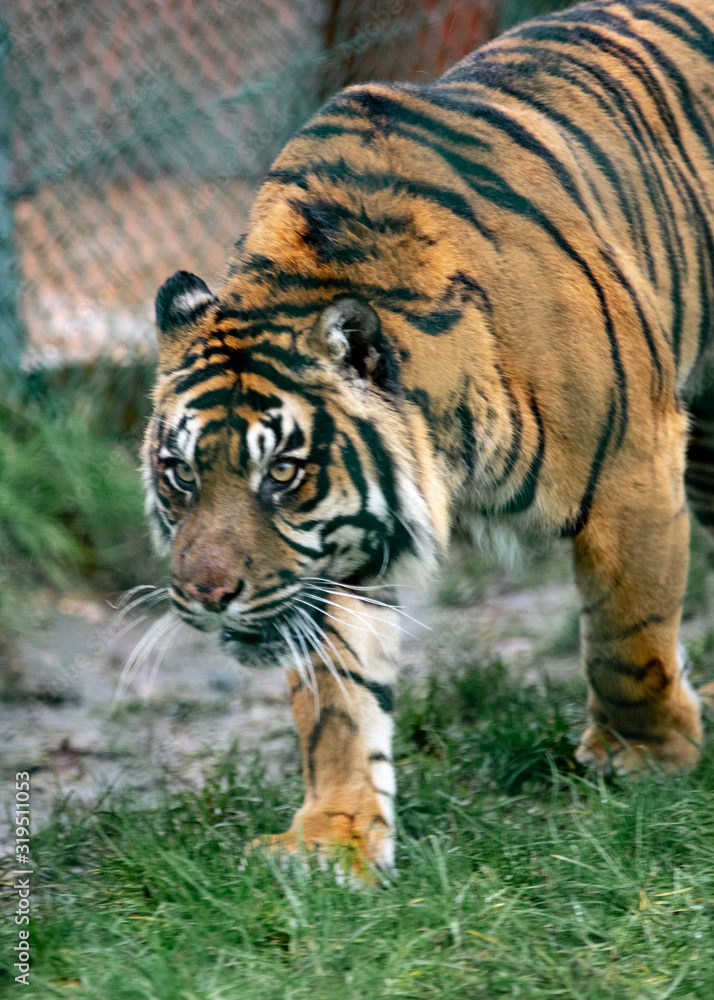 Tiger in zoo Tiger in zoo