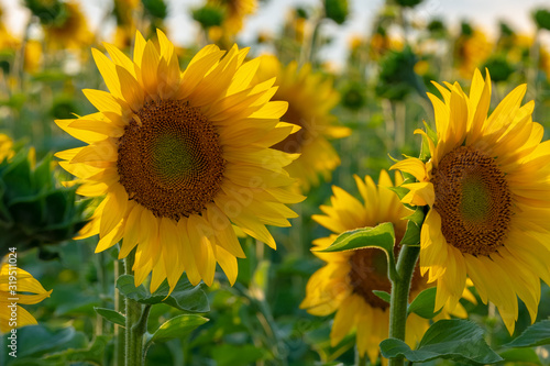 Beautiful sunflowers field