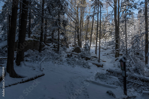 Forest in snowy frosty day near Loucovice village photo