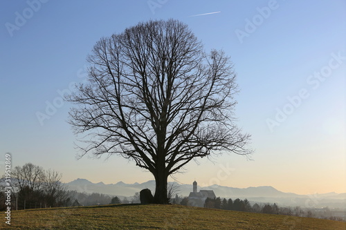 Single tree on a hill near Marktoberdorf with church St.Martin in front of the Bavarian Alps photo