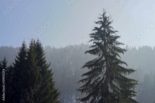 Schneebedeckter bayrischer wald
