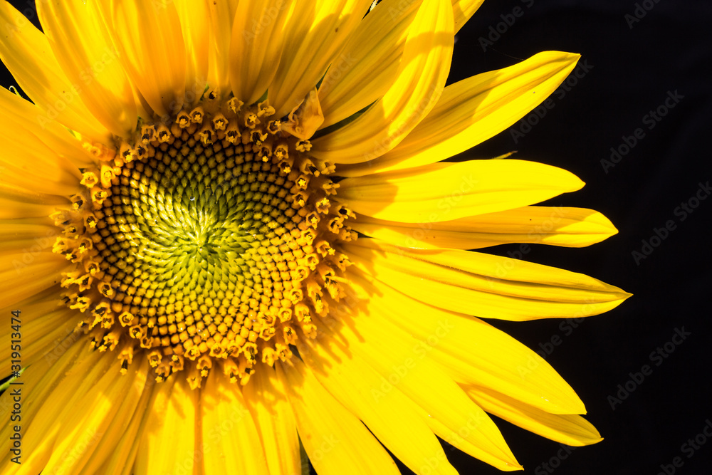 Obraz premium Sonnenblume