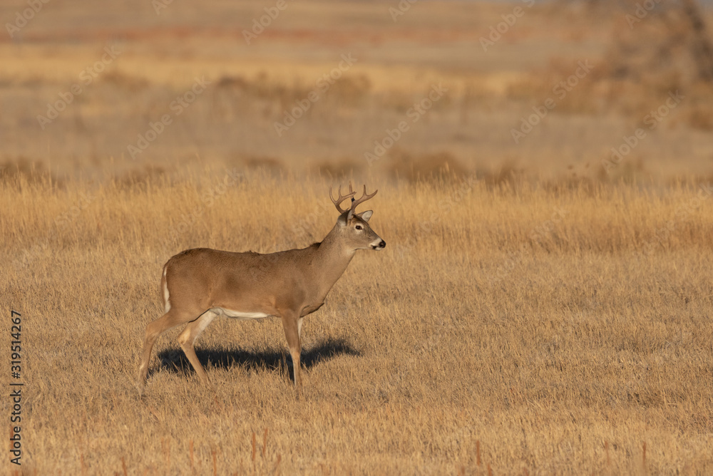 Fototapeta premium Whitetail Deer Duck in Colorado in Fall