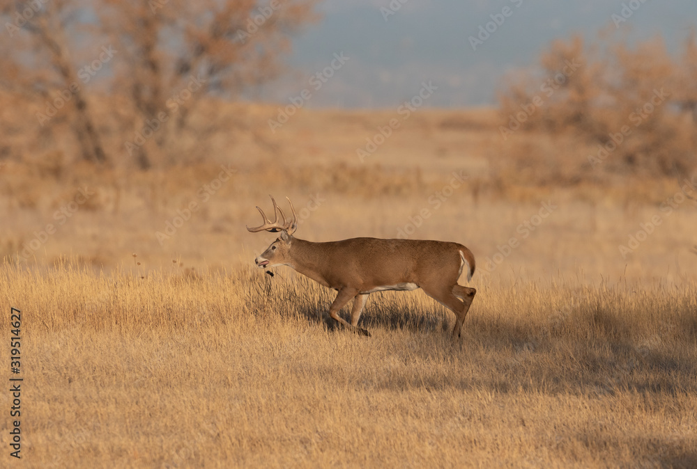 Naklejka premium Whitetail Deer Duck in Colorado in Fall