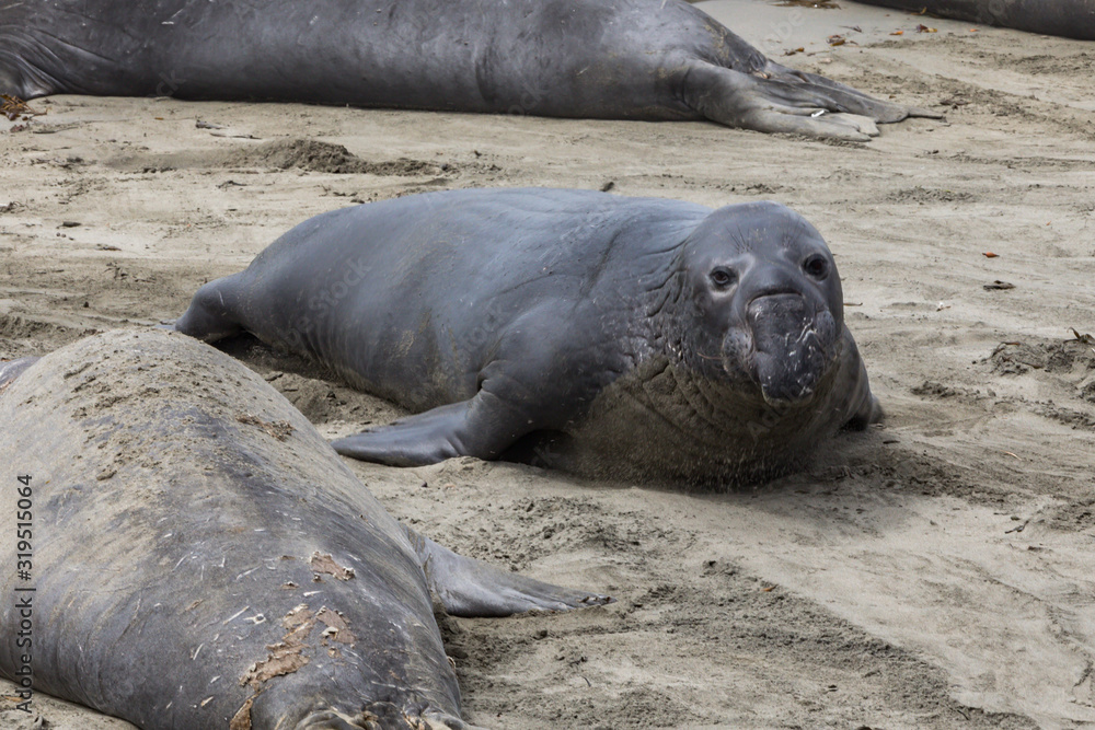 Obraz premium Elephant Seals Big Sur California