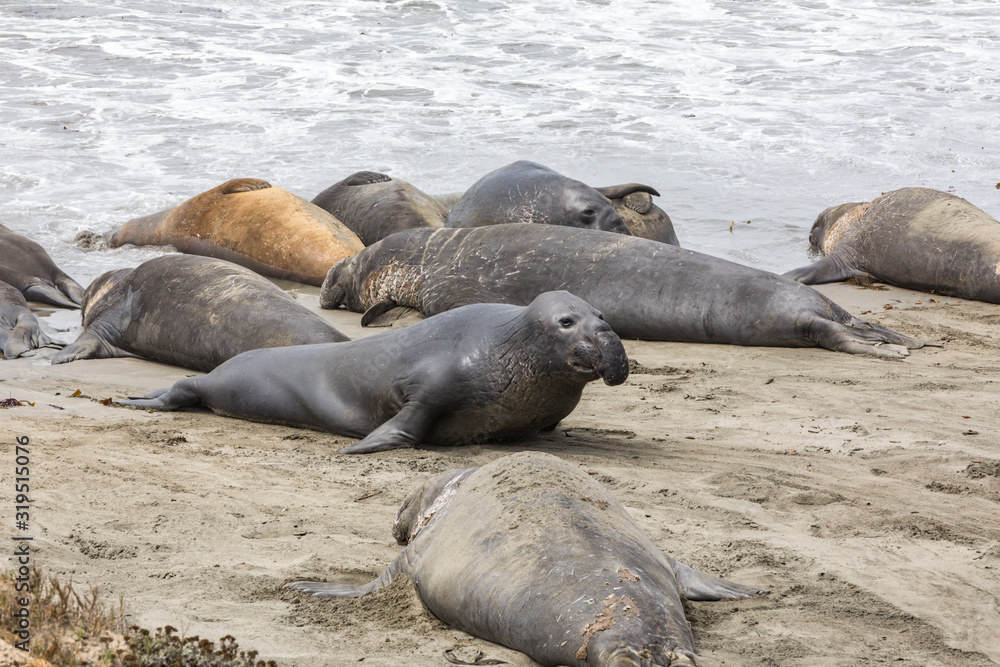 Fototapeta premium Elephant Seals Big Sur California