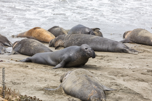 Elephant Seals Big Sur California © kcapaldo