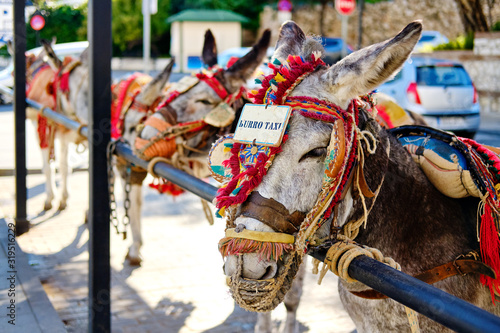 Donkey taxi landmark in Mijas white-washed spanish village. Lot of donkey taxis waiting for tourists to come and ride them through the village. Costa del Sol, Andalusia, Spain, Europe photo