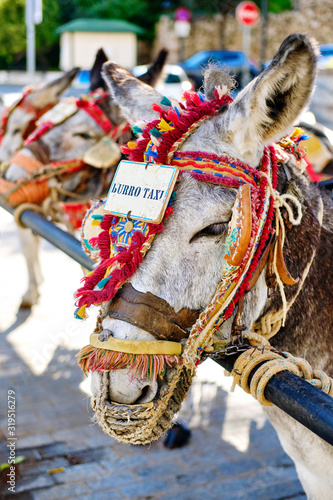 Donkey taxi landmark in Mijas whitewashed spanish village. Lot of donkey taxis waiting for tourists to come and ride them through the village. Costa del Sol, Andalusia, Spain, Europe, close up view