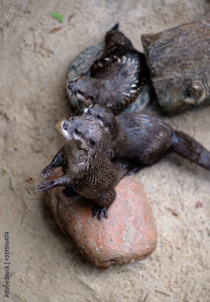 Obraz premium View from above group of coypus outdoors. Photo taken in Safari Park in Spain
