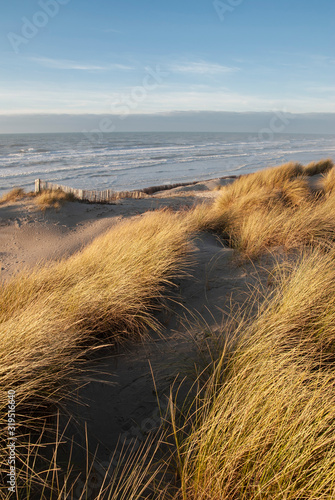 France. Fort-Mahon. Hauts de France. dunes de sable recouvert de vegetation stoppant l'erosion. En fond la plage de sable et des vagues de l'ocean. sand dunes covered with vegetation stopping erosion