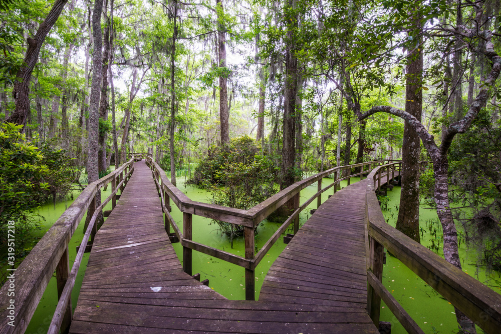 A wooden walkway leads through the forest and the fresh water wetlands of Whooping Crane Conservancy on Hilton Head Island, South Carolina. The conservancy is 137 acres and located within Hilton Head Plantation. A wooden walkway leads through the forest and the fresh water wetlands of Whooping Crane Conservancy on Hilton Head Island, South Carolina. The conservancy is 137 acres and located within Hilton Head Plantation.