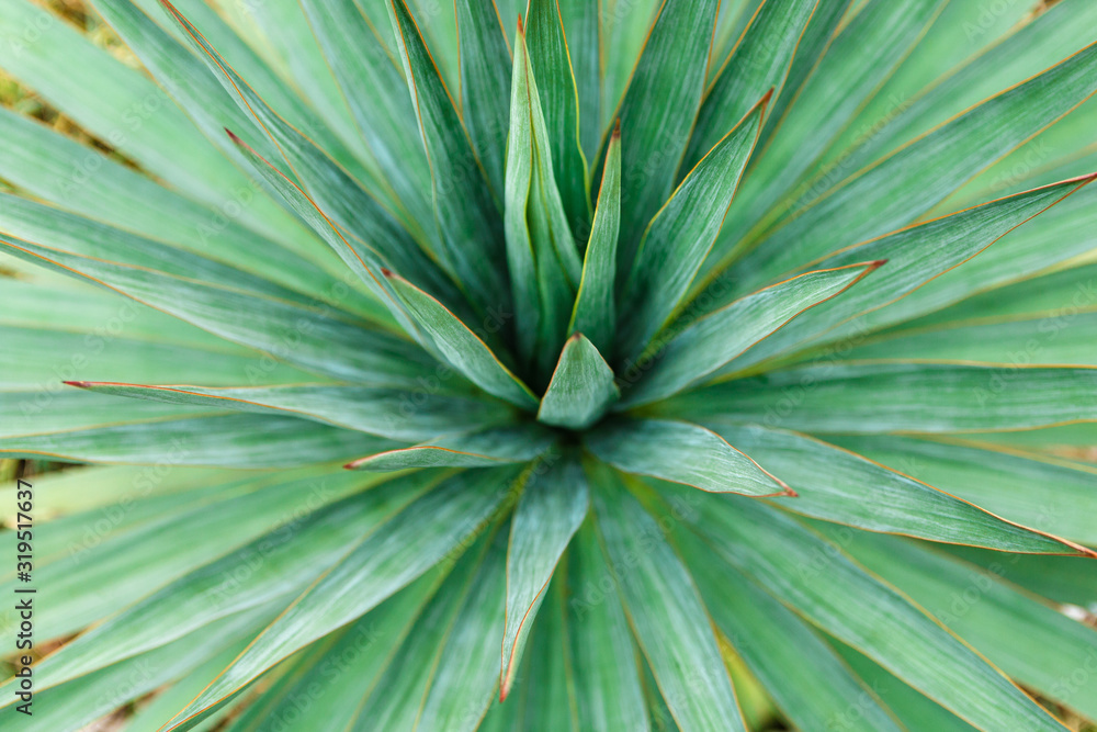 green tropical flower close up. hypnotizing background green tropical flower close up. hypnotizing background