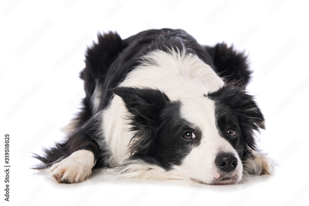 Young border collie dog lying isolated on white background