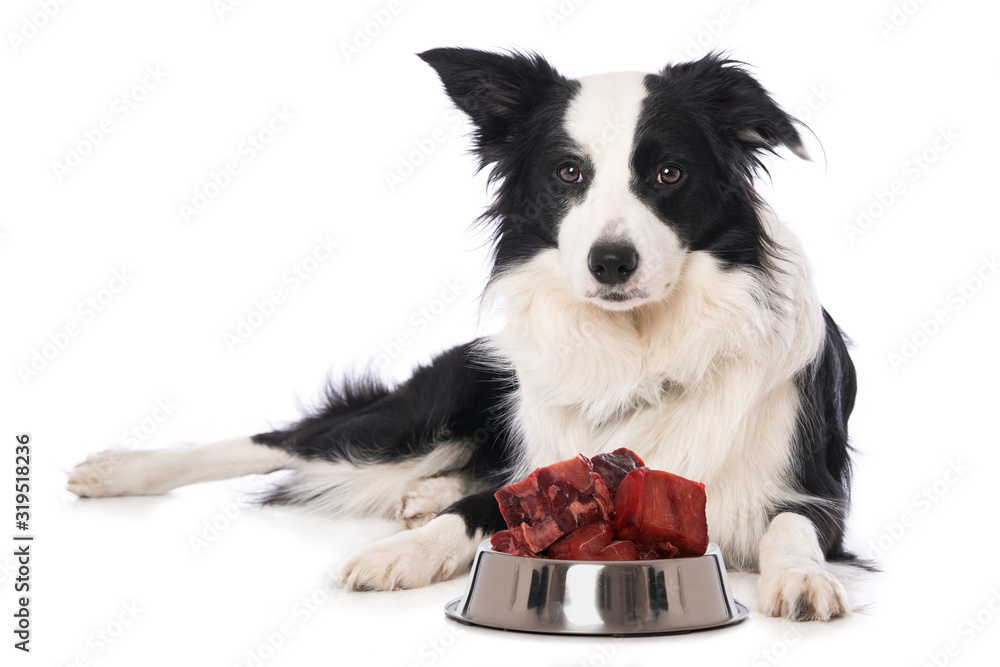 Young border collie dog with a food bowl with meat isolated on