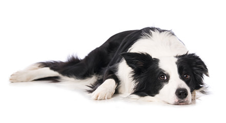 Young border collie dog lying isolated on white background