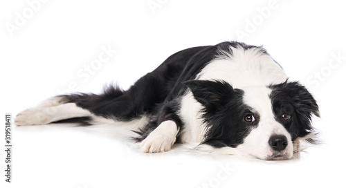 Valokuva Young border collie dog lying isolated on white background
