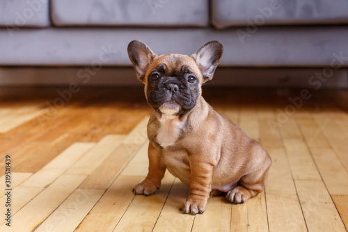 funny French bulldog puppy sitting on the floor at home photo