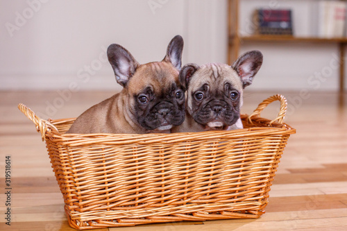 French bulldog two puppies sitting in a basket on the floor