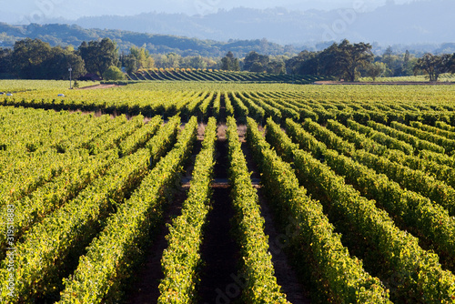 A vineyard is illuminated in gorgeous afternoon light in the Alexander Valley appellation of the Sonoma Wine Country near Healdsburg, CA.