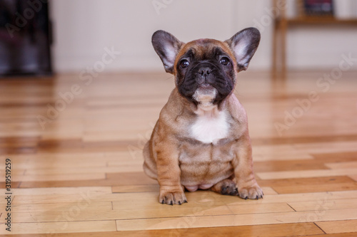 cute French bulldog puppy sitting on the floor at home © Olesya Pogosskaya